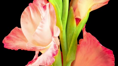 Opening Gladiolus Timelapse Slowpro