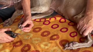 Trimming This Dog's Nails Is a Two Person Job