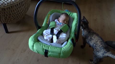 Babies meeting cats for the first time [Compilation]