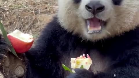 Bear eats apple | best funny video