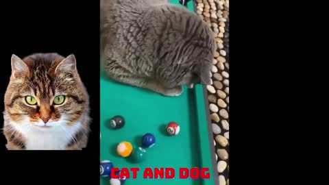 OH MY GOD!! Cats so cute ♥ The best cute and funny kitten videos