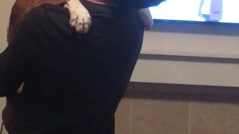 Boxer thinks she’s a baby and has to be held