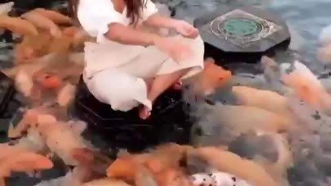 Fish feeding in bali Indonesia