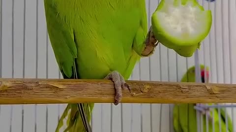 Can You Believe This?! Talking Parrot Amazes Everyone with Its Smartness!