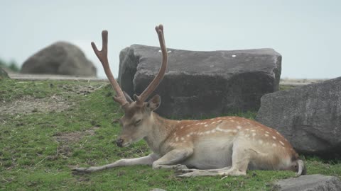 My name is fawn. I'm very cute