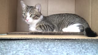 Cute Little Cat Likes to Hide in Cardboard Boxes