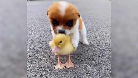 Lovely Baby Dog VS Baby Duck#Video