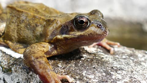 A close-up shot of a frog!