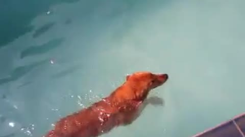 The Golden Retriever - Swimming in the Pool