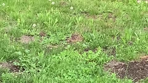 Bear Visits Backyard for Birdseed