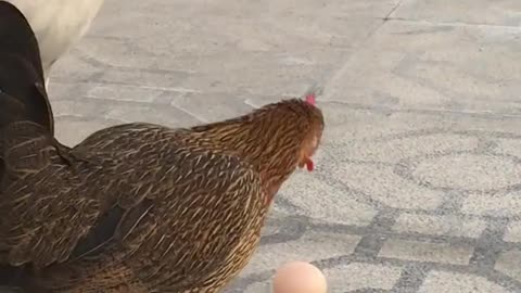Chicken Laying Egg On The Floor