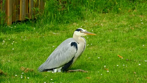 bird gray heron wading bird feather