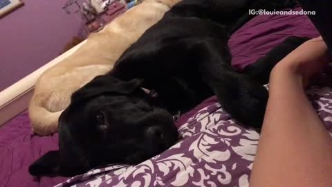 Black dog laying with owner gestures at owners hand for pet