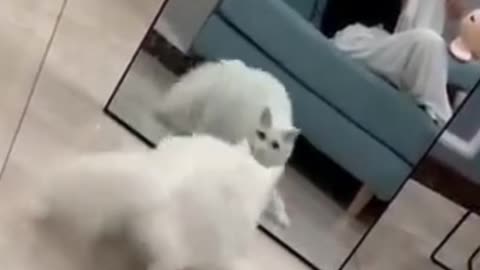 See the unbelievable reactions of this Cat!