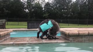 Adorable Baby Raccoon Plays in the Pool