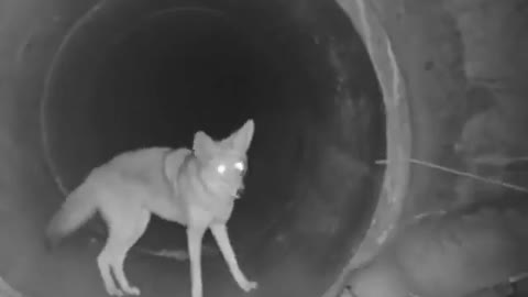 A coyote and a badger, traveling together through a tunnel