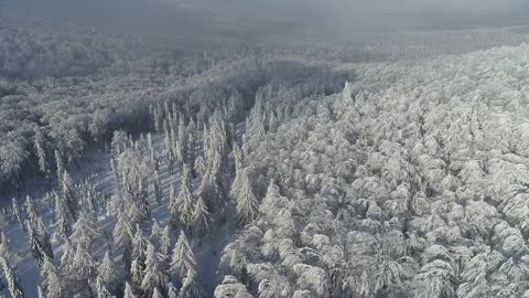 Arboles nevados