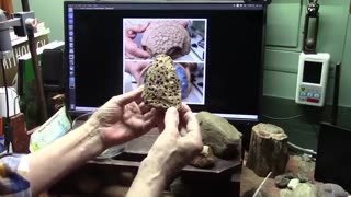 Giant Flood Giant Brains And Body Parts - Mudfossil University