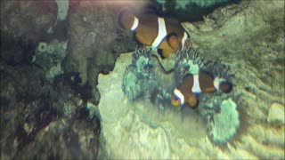 Clown Fish