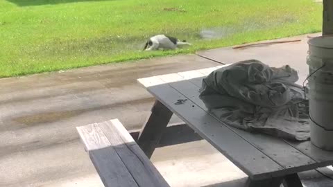 Freshly Bathed Dog Runs Right to Puddle