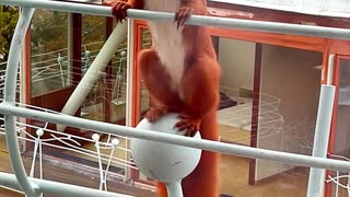 Red Squirrel Dances On Balcony