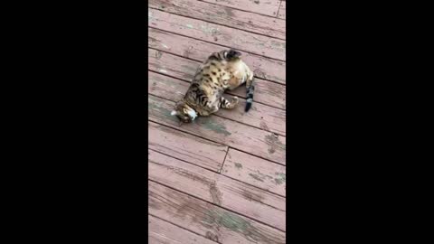 cute cats and kittens - cute is not enough - cute cats and kittens doing funny things 2021 #11