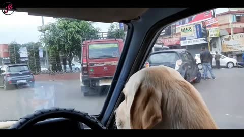 Car driving by dog..dog training video ☺