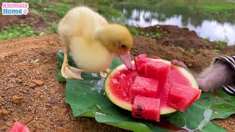Bibi finds watermelon to feed the duckling