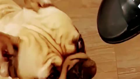 New funny animals - cat and dog videos. _