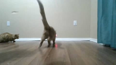 Cat meets laser