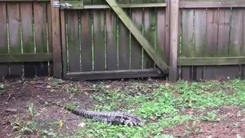 Giant Tegu Lizard Captured in Backyard