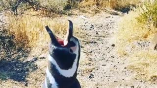 Have you ever heard a penguin sing before?