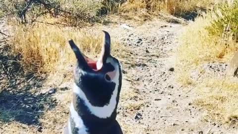 Have you ever heard a penguin sing before?