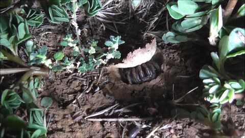 Trapdoor Spider Is Hungry For The Moth