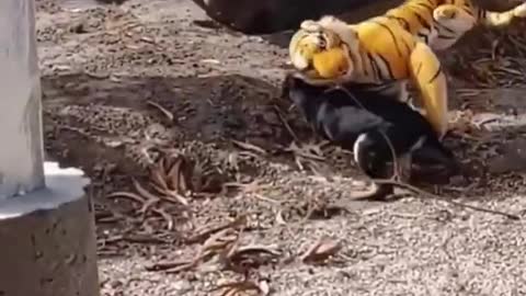 Fake Tiger Prank Dogs So Funny 2021, How To Make Fake Tiger #Shorts #Tiger