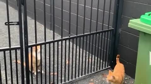 funny cat struggle to pass through the gate