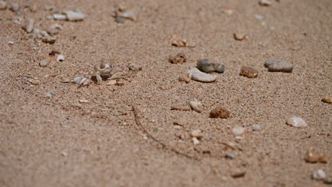 Ghost Crab Foraging on the Sand, Oahu, Hawaii