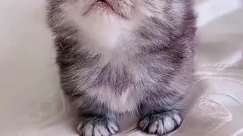 Baby cat cutie