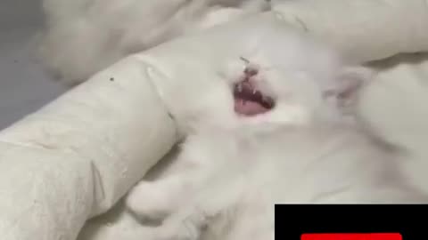 Cat video pls like and follow for more cat video cat 🐈🐈🐈🐈🐈🐈🐈