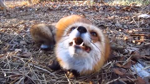 Funny fox activity