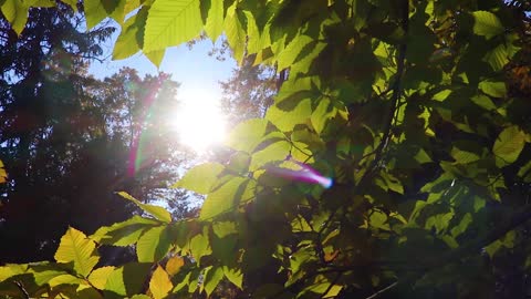 Sun Shining Through Leaves - Lens Flare in Nature - Nature Clip