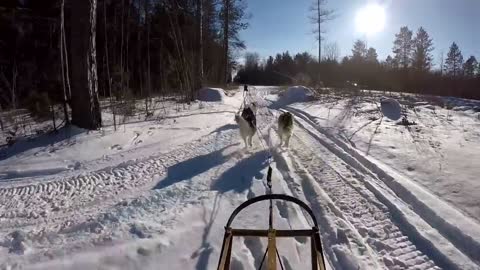 cute beautiful dogs playing in the snow