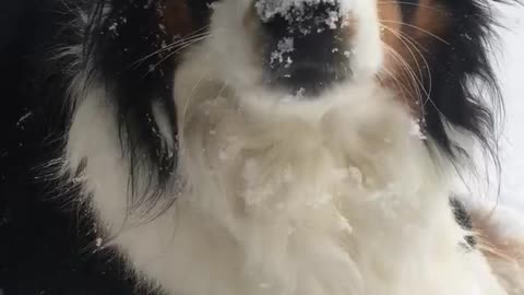 Snackin’ on snow