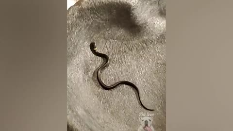 Snakes Can Be Cute Too - Funny Snake Video