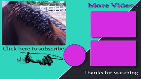 How To Train Your Horses Mane To Lie On One Side