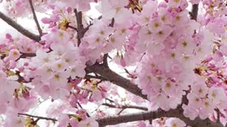 Cherry Blossoms - West Vancouver