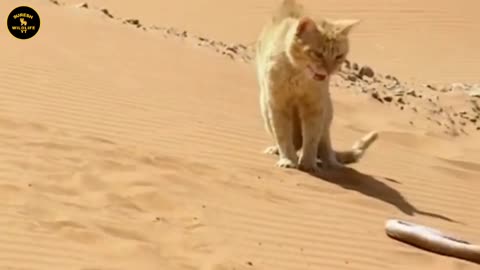 Sand Cat VS Desert Snake Battle | Who will Win This Animal Battle?