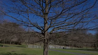 Pruning Pin Oak, Quercus Palustris