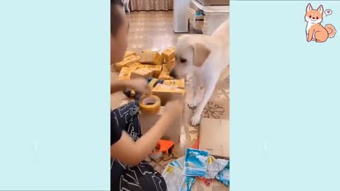 Funny dog videos 😂😺 you will surely laught towards the dogs 😂😂😺