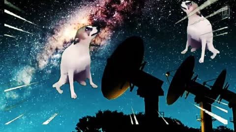 Dog giving a snub in space (meme)